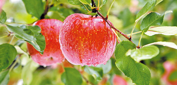 청송꿀사과, 과즙만큼이나 항산화 물질도 풍부