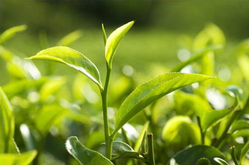 [오영환의 茶茶益善] 찻잎 속의 비타민