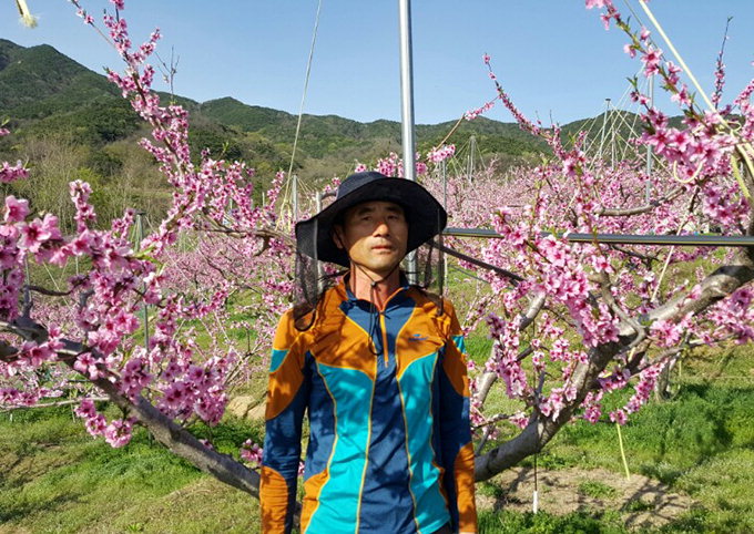 대구 공산동 용지마을 분홍의 복숭아꽃 장관
