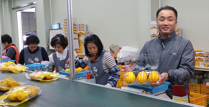 홍콩가는 성주참외…소비자 유혹하는 포항 촉성산딸기