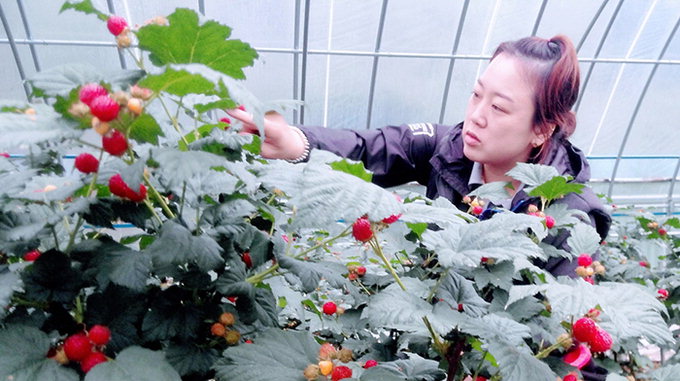 홍콩가는 성주참외…소비자 유혹하는 포항 촉성산딸기