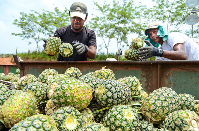 [34개국 네트워크 ‘월드 리포트’] 코스타리카 수출 1·2위 바나나·파인애플…관광객 농장투어로 홍보·마케팅 효과