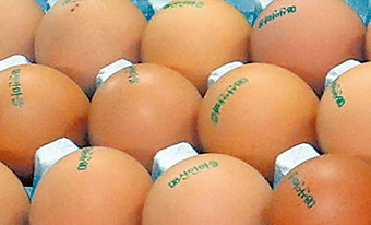 ‘살충제 계란’ 여파 생산지 구별법 관심