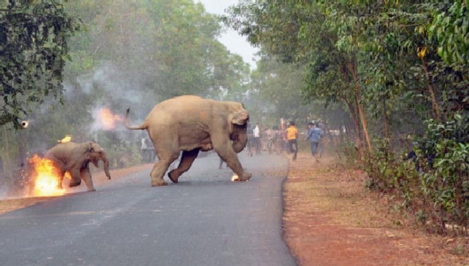 인도, 불덩이 피해 달아나는 코끼리들 사진 ‘충격’