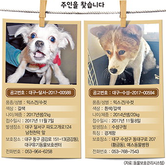 “반려견도 배운대로 세상을 본다”…예절교육 필수