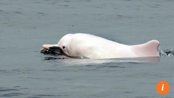17조원대 공사 중단시킨 ‘흰고래의 힘’