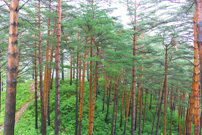 “방치된 숲, 가치있는 국가자원으로 육성” 남부산림청 150억 들여 1만㏊ 숲가꾸기