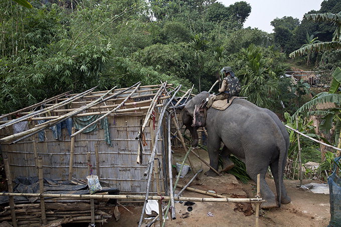 철거 용역이 된 인도 코끼리