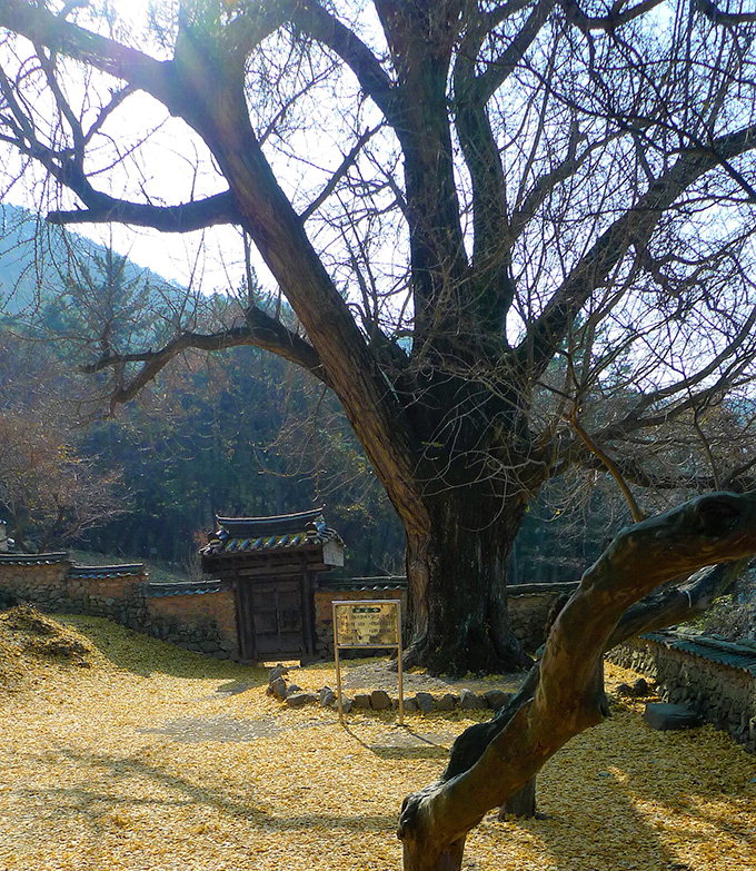 [류혜숙의 여행스케치] 경남 밀양 금시당·백곡재