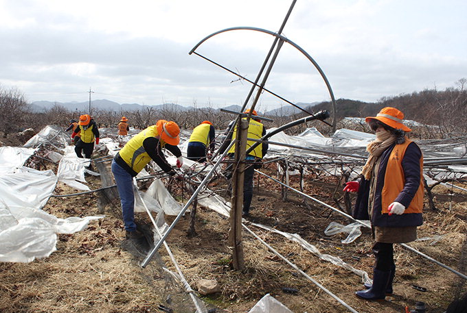 울진군자원봉사센터, 영천 폭설피해 농가 복구작업