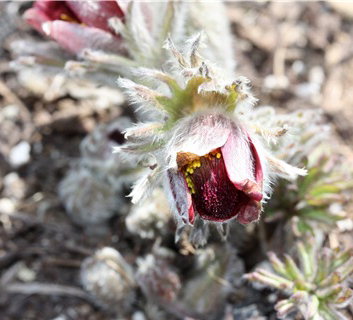 [한약진흥재단의 한약재 이야기 - 할미꽃] 열을 내리고 설사 멈춰…혈당저하 등에도 효과