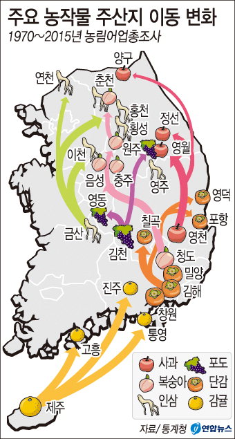인삼·포도·사과…주산지 옛말 된 대구·경북