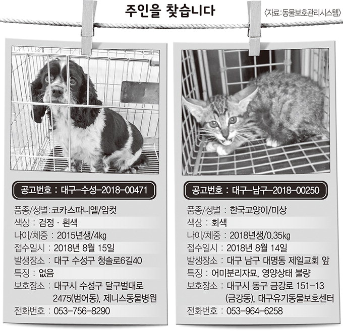 [주인을 찾습니다] 코카스파니엘/암컷 (공고번호 : 대구-수성-2018-00471)…