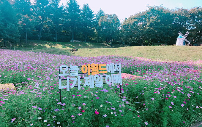 코스모스섬에서 ‘가족 인생샷’ 남기고 앞산 올라 야경 즐겨볼까