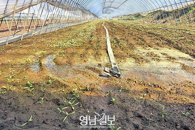 “이런 물난리는 처음” 황톳물 덮친 강구시장 초토화…태풍 ‘콩레이’ 직격탄 맞은 경북