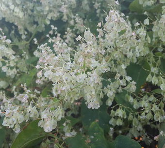 [한약진흥재단의 한약재 이야기 - 하수오] 간·신장 보하고 혈액 보충하며 몸으로 침입하는 병 막아