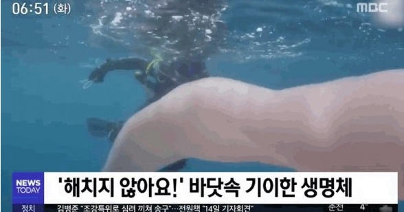 소름 돋는 형체의 불우렁쉥이,  크기가 무려 30m…생태게에는 좋은 영향