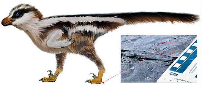 진주 ‘공룡의 1㎝ 발자국 화석’ 세계 최소로 국제 공인