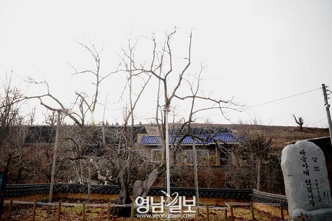 5천개까지 달리는 750살 먹은 ‘하늘아래 첫 감나무’…서울 백화점에 납품