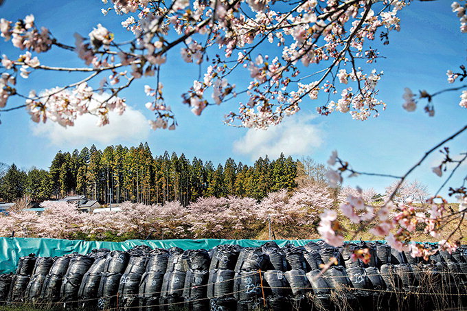“탐스러운 벚꽃 뒤엔 후쿠시마 원전 참사가 숨어있다”