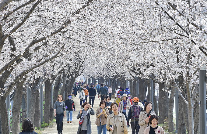 벚꽃터널