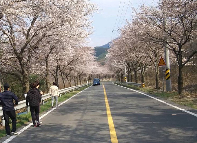 운문댐 실향민들의 ‘수구초심’ 벚나무길, 봄나들이 명소로 각광