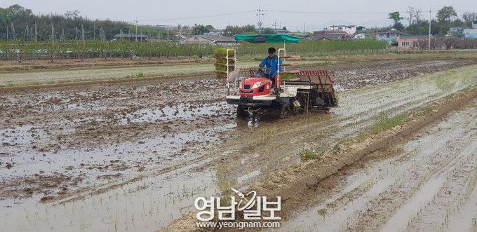 경산 첫 모내기