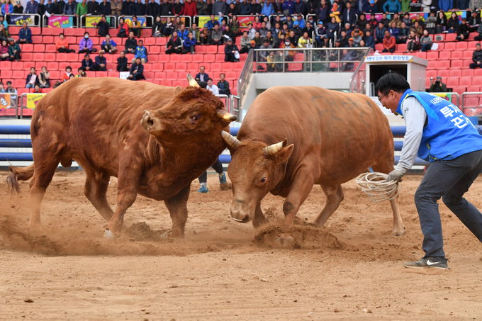 2년 만에 다시 열리는 소싸움축제 “청도가 들썩들썩”