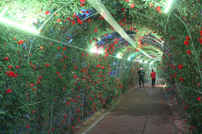 길이 800m 장미꽃 터널