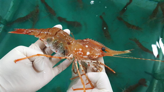 트럼프 환영만찬 오른 ‘독도새우’