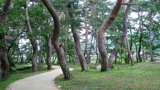 [류혜숙의 여행스케치] 경남 거창 갈계리 갈계숲