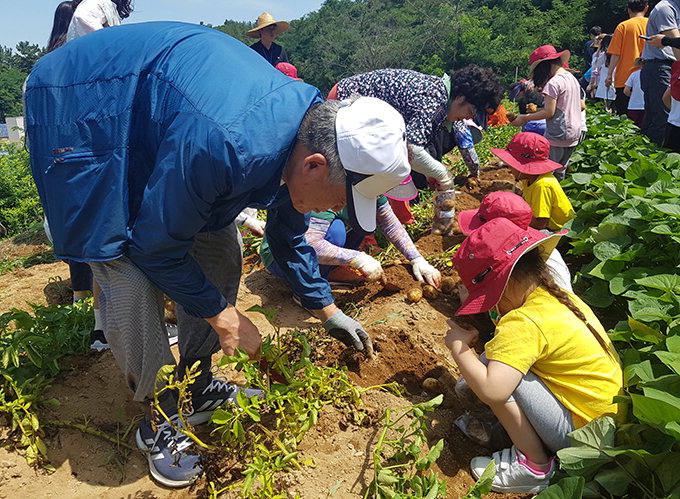 경산시노인복지관 어르신들, 어린이집 원생과 감자 캐기