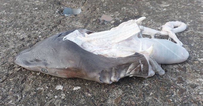 영덕 방파제서 죽은 상어 발견