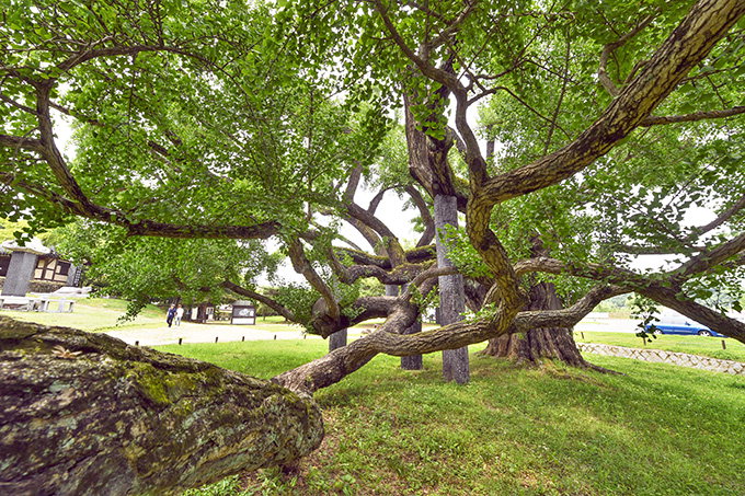 [달성 레저·관광 명소, 어디까지 가봤니? .11] 조선 성리학의 산실 도동서원
