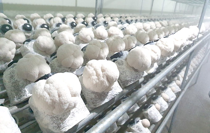 [제12회 아줌마대축제] 문경시, 노루궁뎅이·흑목이…특이한 버섯제품 즐비