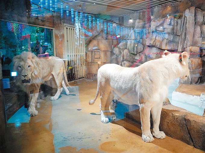 獨에서 온 백사자, 산타·동물 빛축제, 별빛 동화마을…즐겁고 반짝이는 연말