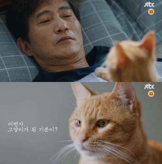 jtbc루왁.jpg