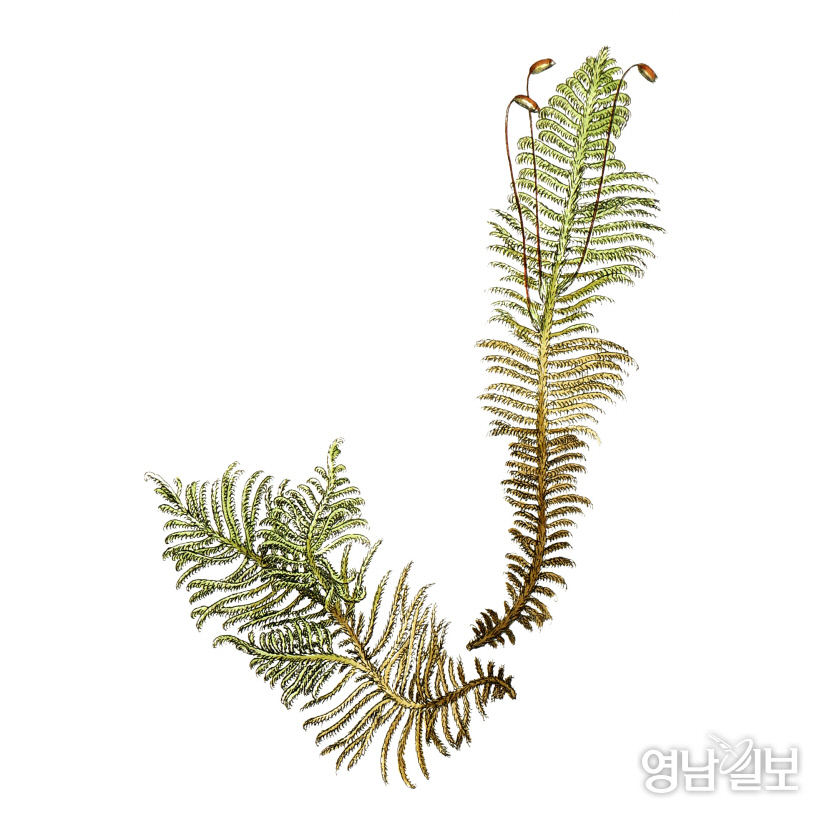 [신간]이끼와 함께...이끼는 어떻게 성대하게 번식할 수 있었나