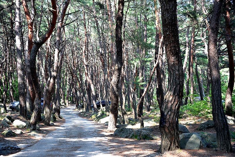 [최원식의 산] 팔공산 노적봉 891m(대구 동구·경북 경산)
