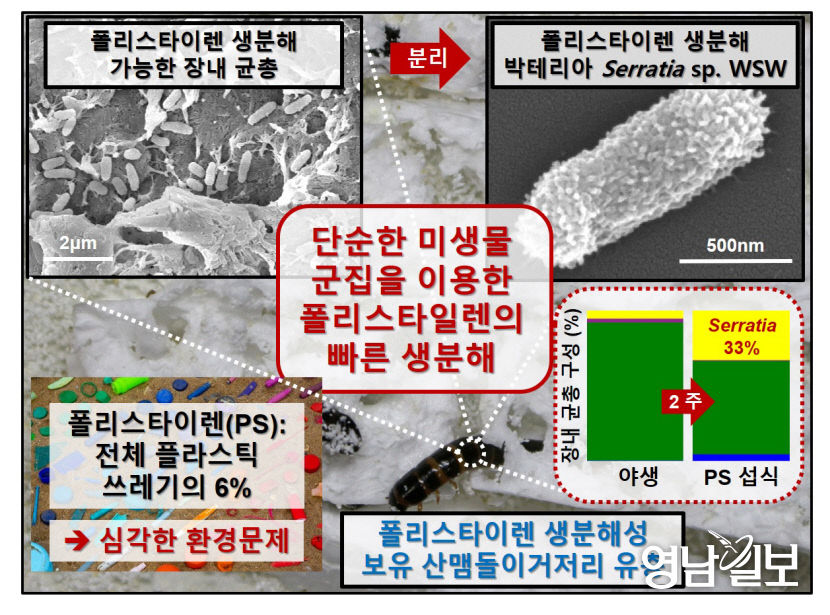 유충이 플라스틱 먹어치운다…포스텍, 산맴돌이거저리 유충 이용한 폴리스타이렌 생분해 확인