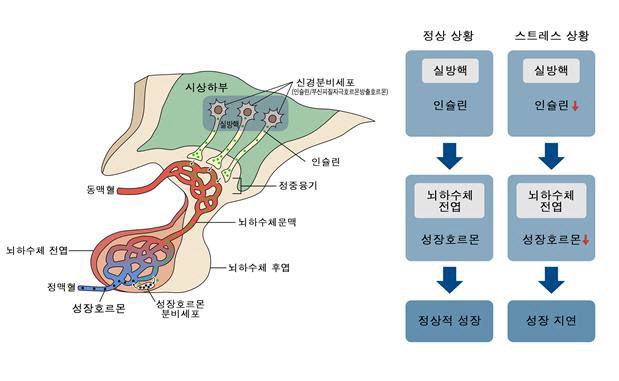 DGIST 뇌·인지과학전공 김은경 교수팀, 뇌 시상하부에서 생성된 인슐린의 신체 성장 역할 규명