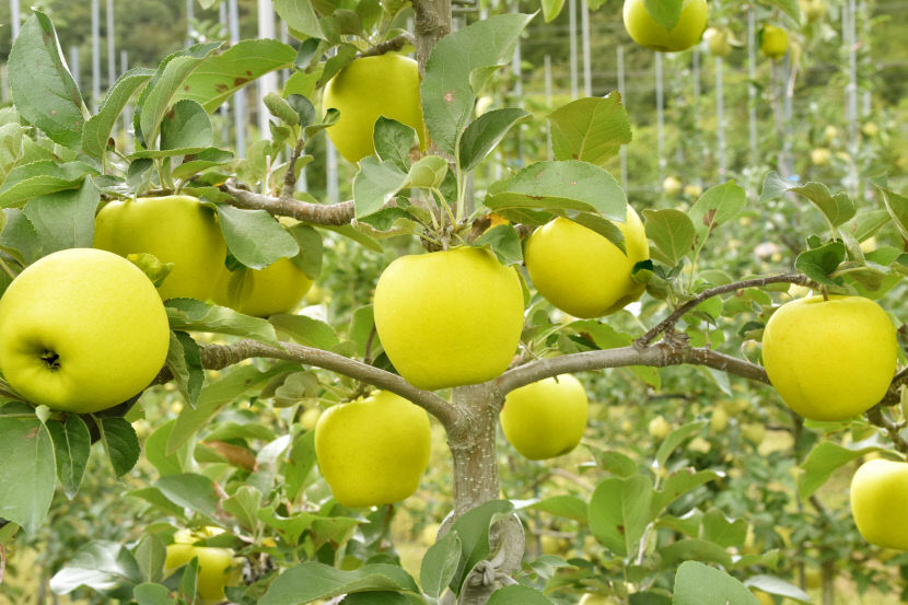 2020090901000321500012401