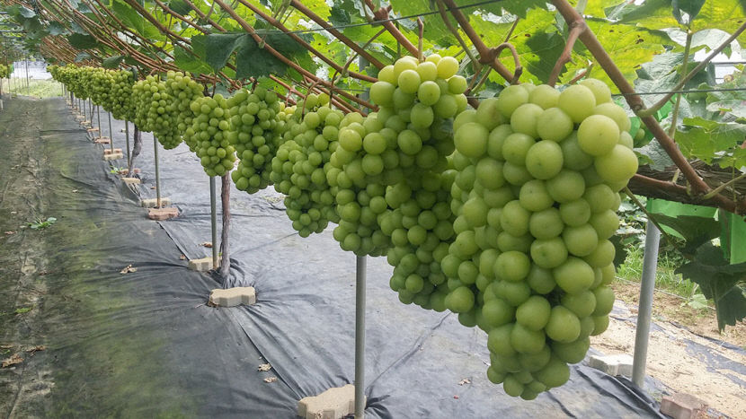 2020091301000439300017321