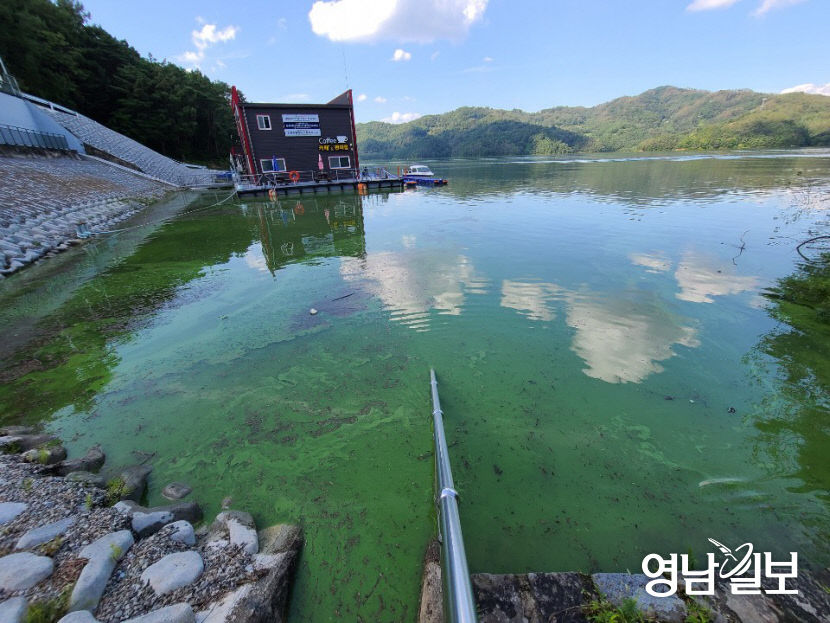 두 차례 태풍에도 더 심각해진 안동호 녹조현상