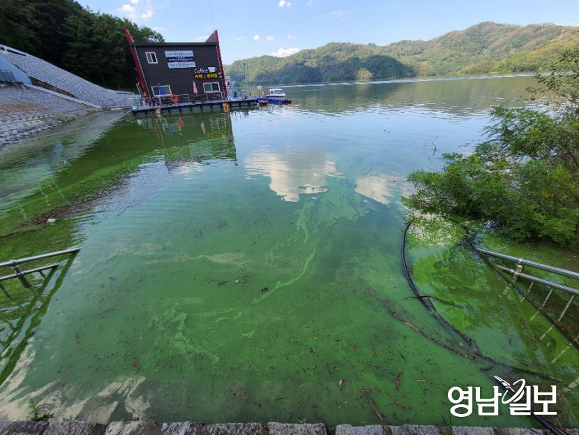 두 차례 태풍에도 더 심각해진 안동호 녹조현상