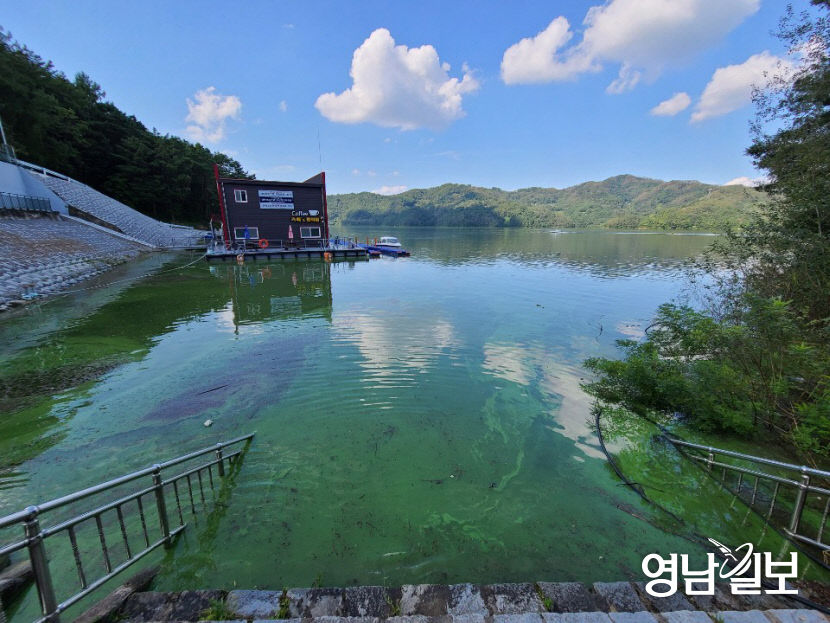 두 차례 태풍에도 더 심각해진 안동호 녹조현상