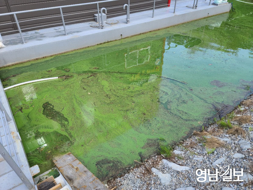 두 차례 태풍에도 더 심각해진 안동호 녹조현상