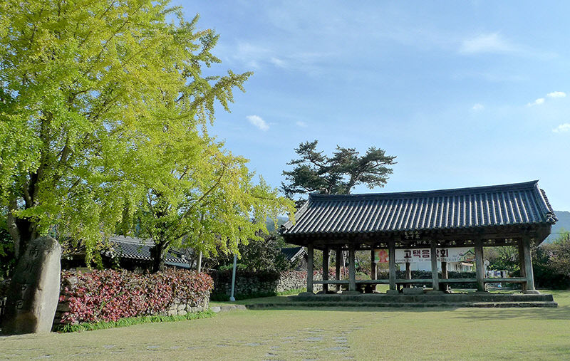 [여행] 가을에 떠나보는 군위 한밤마을...밤이 길어 한밤, 돌담 사이엔 지독했던 그밤의 기억이 흐른다