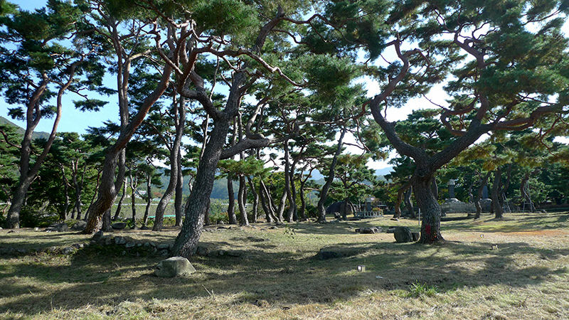 [여행] 가을에 떠나보는 군위 한밤마을...밤이 길어 한밤, 돌담 사이엔 지독했던 그밤의 기억이 흐른다