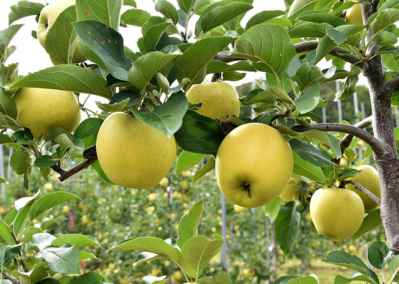 황금사과(시니노골드)